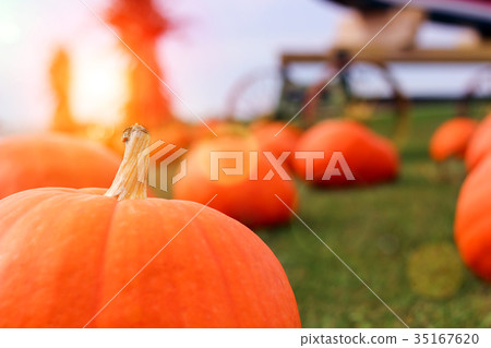 Ripe Pumpkins in a Field. Halloween 35167620