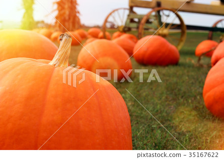 Ripe Pumpkins in a Field. Halloween 35167622