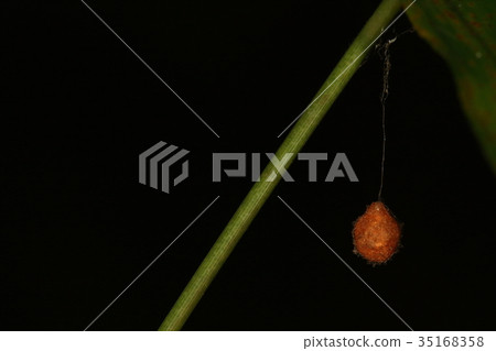 Creatures Spider sensation spider, small orange egg ball-like egg stalk. Spider eating a spider Creatures Spider sensation spider, small orange egg ball-like egg stalk. Spider eating a spider 35168358