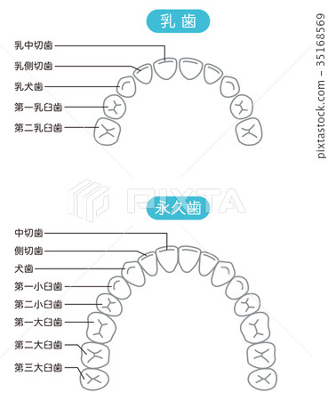 恆牙和牙齒的名稱 恆牙和牙齒的名稱 35168569