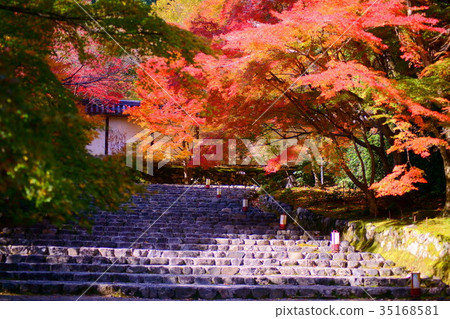 Nison'in Temple Autumn leaves Racecourse 35168581