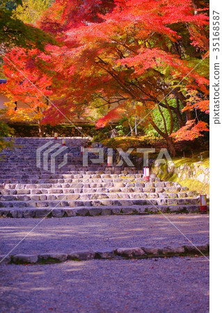 Nison'in Temple Autumn leaves Racecourse 35168587