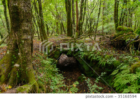 Fujisan-Suyama mourning cave 35168594