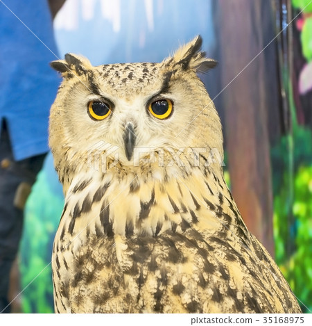 Eurasian Eagle Owl Portrait, Wildlife Preservation Eurasian Eagle Owl Portrait, Wildlife Preservation 35168975