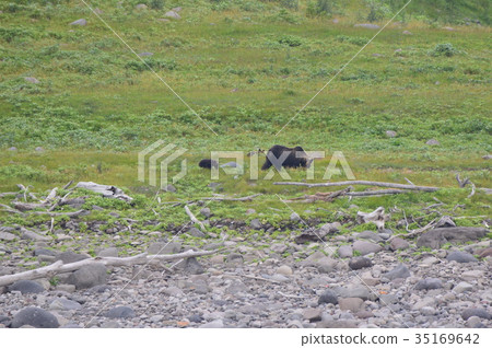 野生棕熊媽媽熊和熊寶寶（知床半島西海岸/北海道） 35169642