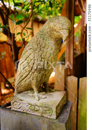 Taiho Shrine black kite (komatobi) in autumn 35170496