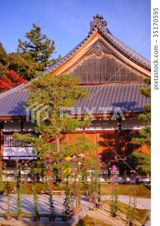 Daikakuji Temple chrysanthemum in Early autumn 35170595