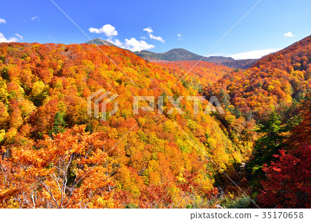 Mt. Hakkoda秋葉 35170658