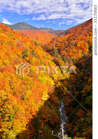 Autumn leaves of Mt. Hakkoda Autumn leaves of Mt. Hakkoda 35170665