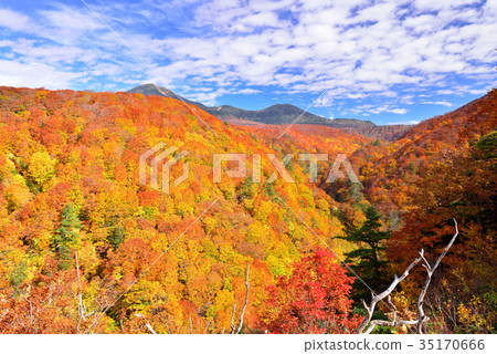 Autumn leaves of Mt. Hakkoda Autumn leaves of Mt. Hakkoda 35170666
