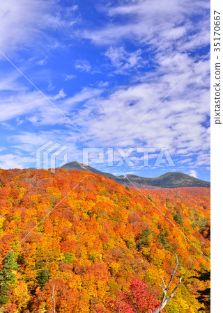 Mt. Hakkoda秋葉 35170667