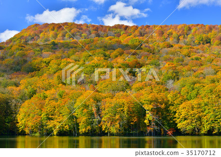 Autumn leaves of Mt. Hakkoda Autumn leaves of Mt. Hakkoda 35170712