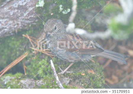 Kayakuri在山頂 35170951