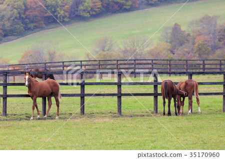 秋天的農場 35170960