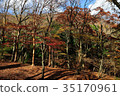 Landscape autumn autumn leaves forest 35170961