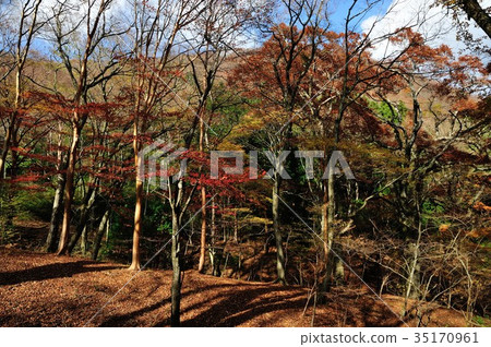 Landscape autumn autumn leaves forest 35170961