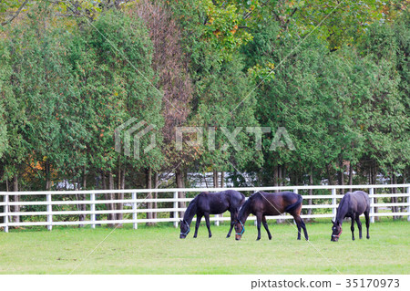 秋天的農場 35170973