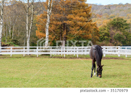 Autumn farm Autumn farm 35170979