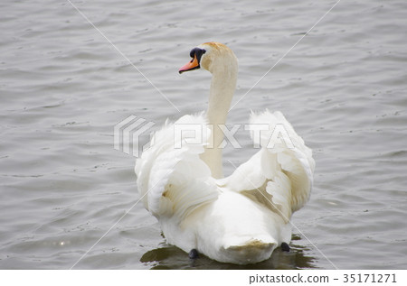 Swan floating in the pond Swan floating in the pond 35171271