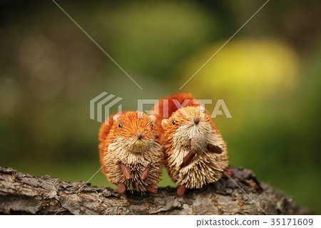 Mini Squirrel-69 35171609