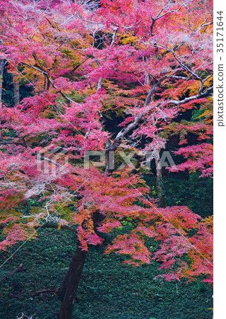 Autumn leaves 35171644