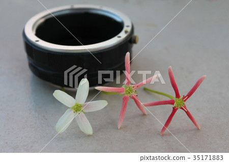 Rangoon Creeper, Chinese honey Suckle, Drunen sail Rangoon Creeper, Chinese honey Suckle, Drunen sail 35171883