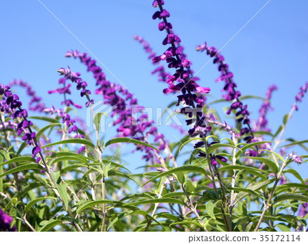 Amethyst Sage Amethyst Sage 35172114