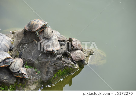 Turtle Turtle 35172270