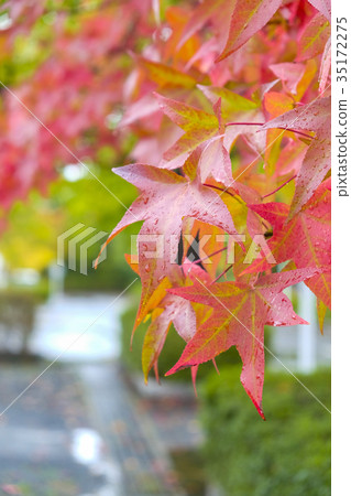 Autumn leaves of oak tree Autumn leaves of oak tree 35172275