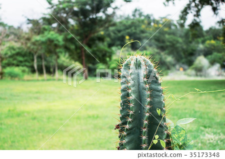 Cactus in the park. Cactus in the park. 35173348