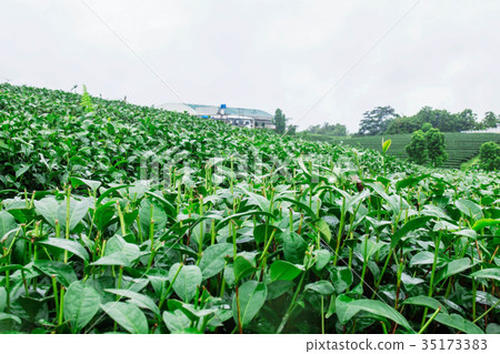 cut off tea on farm. cut off tea on farm. 35173383