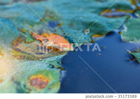 Dried leaves on water. Dried leaves on water. 35173389