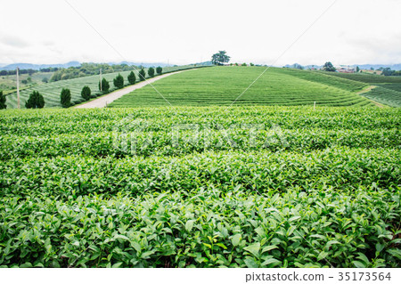 Green tea farm on the hill. Green tea farm on the hill. 35173564