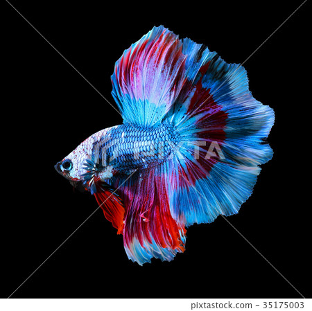 Pesce Siamese Di Combattimento Del Drago Rosso, Pesce Di Betta Isolato Sulla B Nera Image66817571