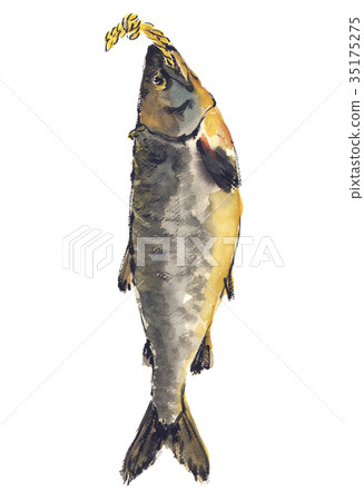 Shinmaki Salmon Aramaki Salmon Watercolor Shinmaki Salmon Aramaki Salmon Watercolor 35175275