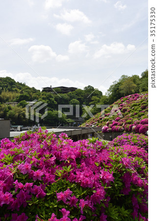 Kegami water purification plant azalea 35175330