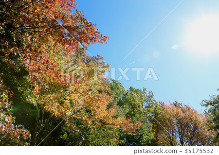 秋葉在颱風瞬間茨城縣納卡市以後 秋葉在颱風瞬間茨城縣納卡市以後 35175532