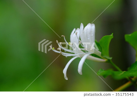 Honeysuckle 35175543