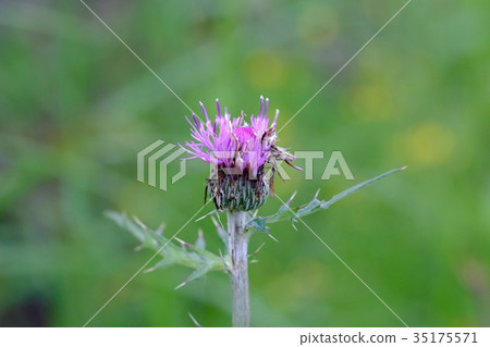 薊花 35175571