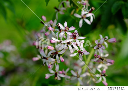 Sendan Flower 35175581