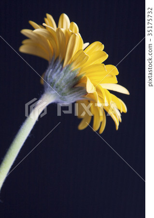 Flower Gerbera Background material Botanical image Flower Gerbera Background material Botanical image 35175732