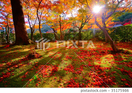 Adashino Nenbutsuji temple in early autumn 35175986