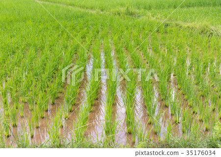 Padi Field 35176034