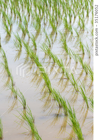 Padi Field Padi Field 35176052