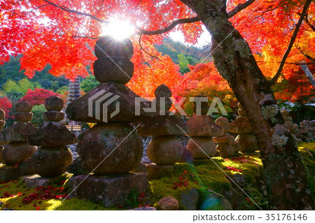 Adashino Nenbutsuji temple in autumn 35176146