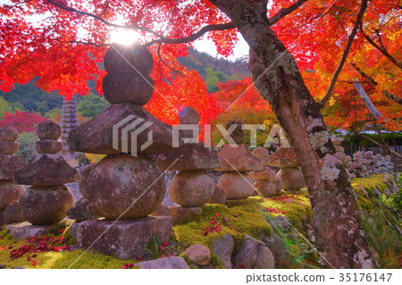 Adashino Nenbutsuji temple in autumn 35176147