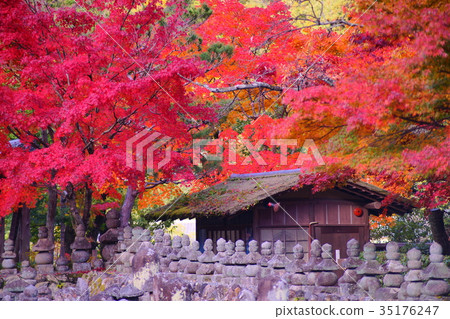Adashino Nenbutsuji temple in early autumn 35176247