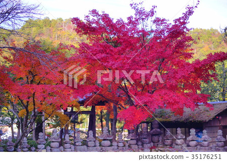 Adashino Nenbutsuji temple in early autumn 35176251