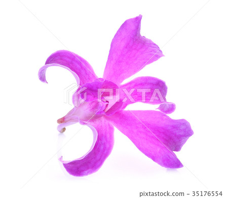 pink orchid flower isolated on white background pink orchid flower isolated on white background 35176554