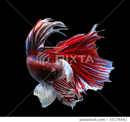 Betta fish, siamese fighting fish, betta splendens Betta fish, siamese fighting fish, betta splendens 35176842